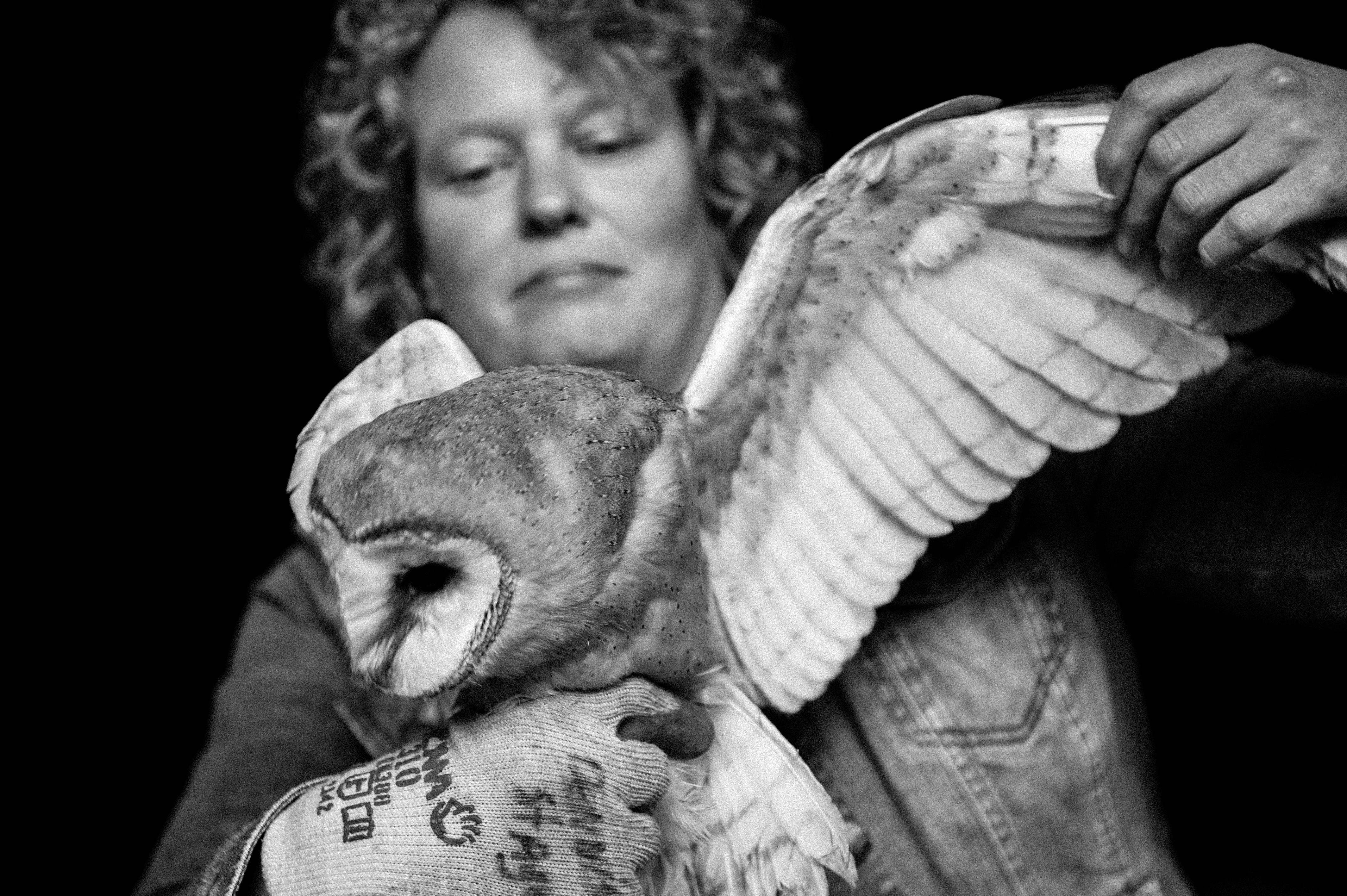 jonge steenuilen Anita van Dooren Roest Braakballen Broedgeval vogelasiel