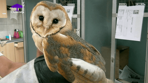 vogelasiel Someren natuur